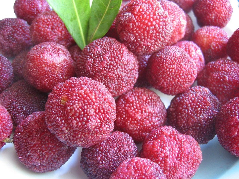 50 Semi rubra MYA