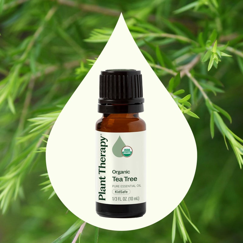 Plant Therapy Organic Tea Tree Oil (Melaleuca) 100% Pure, USDA Certified Organic, Undiluted, Natural Aromatherapy for Skin, Hair, and Toenails, Therapeutic Grade 10 mL (1/3 oz) - Image 3