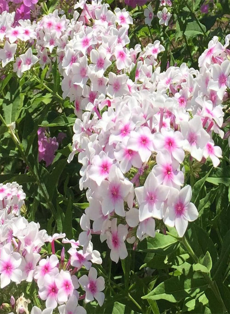 GGOOT - 50 Variegated Garden Phlox 'Nora Leigh Flower Seeds, Striking Landscaping Plant for Garden and Outdoor Attract Pollinators - Image 3