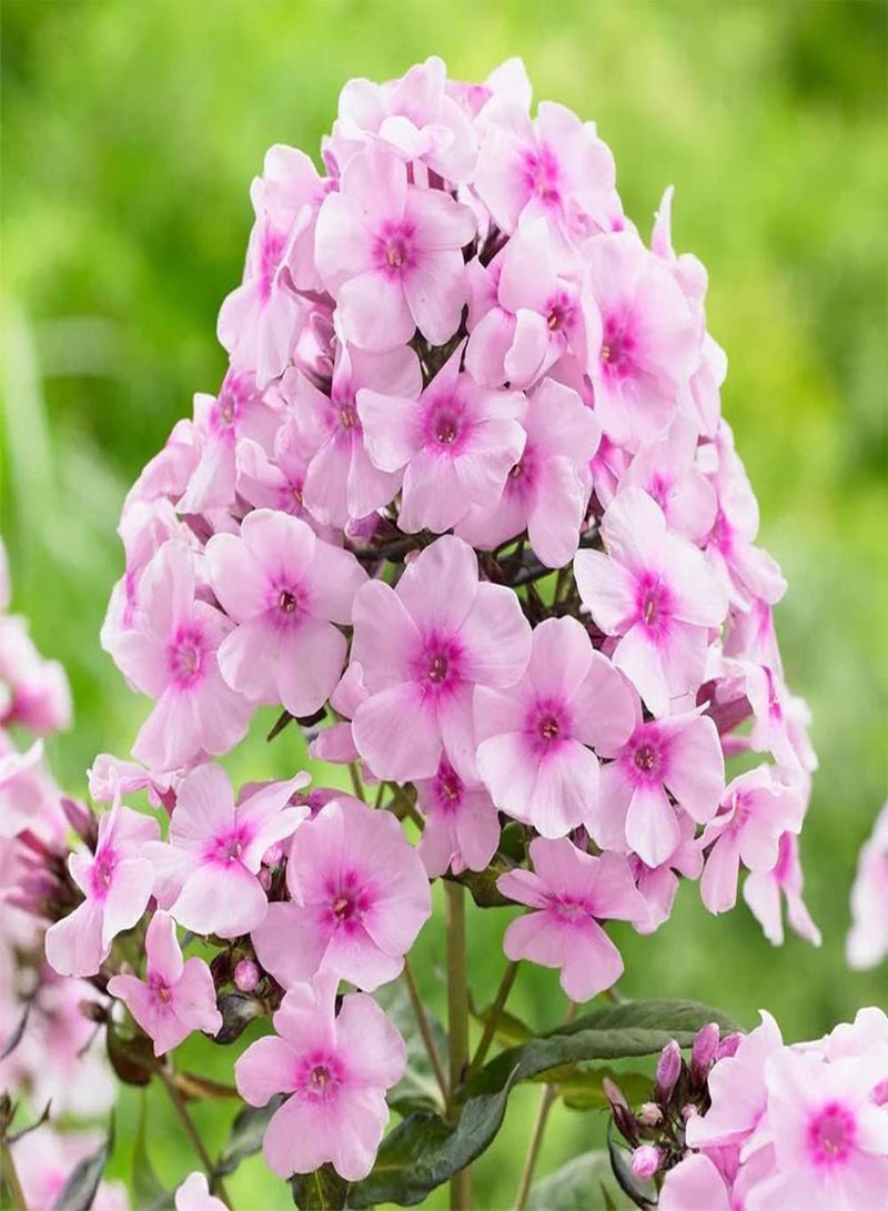 GGOOT - 50 Variegated Garden Phlox 'Nora Leigh Flower Seeds, Striking Landscaping Plant for Garden and Outdoor Attract Pollinators - Image 1