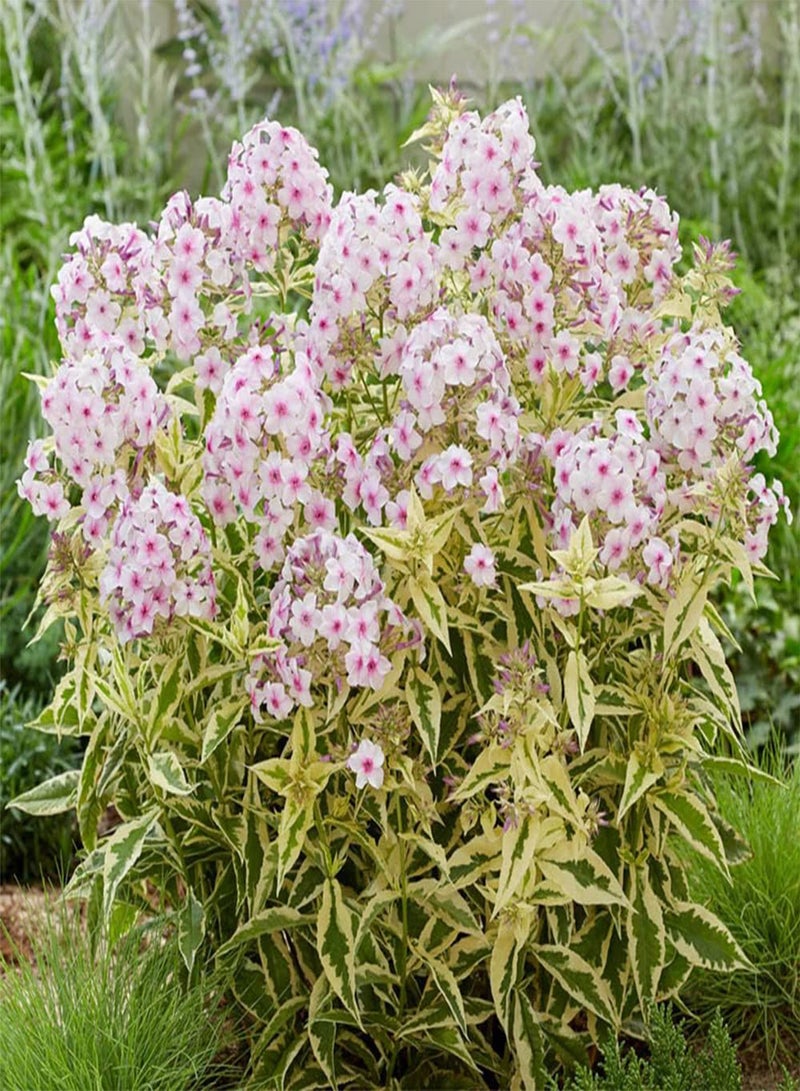 GGOOT - 50 Variegated Garden Phlox 'Nora Leigh Flower Seeds, Striking Landscaping Plant for Garden and Outdoor Attract Pollinators - Image 5