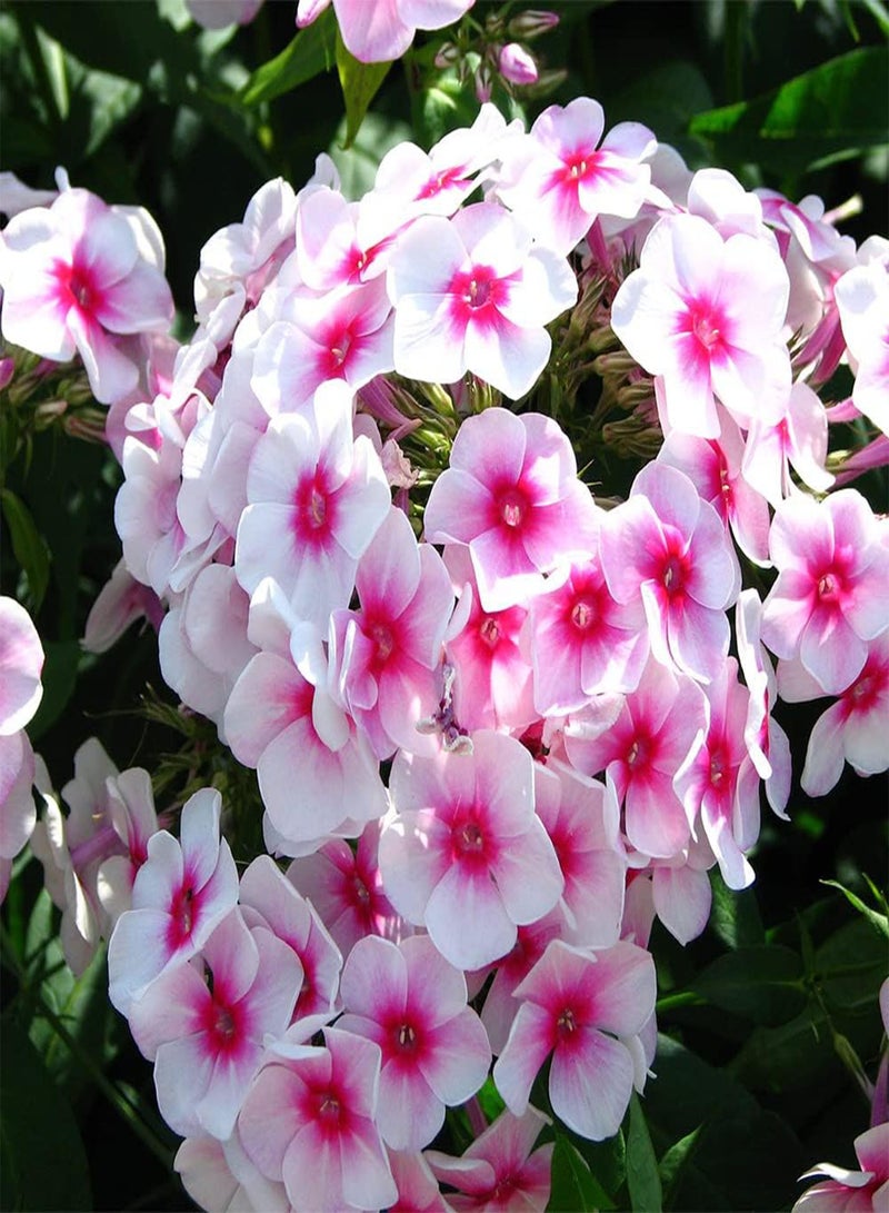 GGOOT - 50 Variegated Garden Phlox 'Nora Leigh Flower Seeds, Striking Landscaping Plant for Garden and Outdoor Attract Pollinators - Image 2
