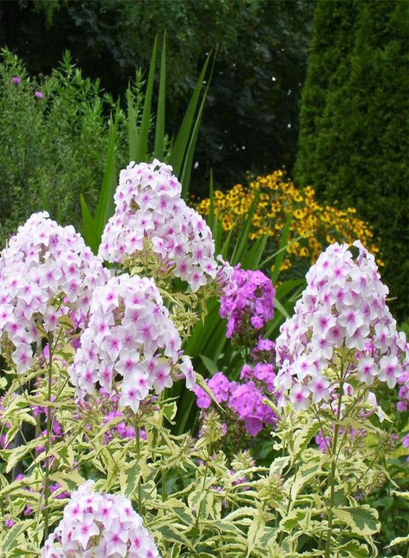 GGOOT - 50 Variegated Garden Phlox 'Nora Leigh Flower Seeds, Striking Landscaping Plant for Garden and Outdoor Attract Pollinators - Image 4