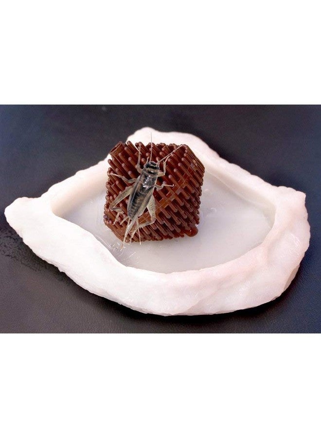 T-Rex Cricket Preserver for Reptile Water Dishes - 2 Pack - Image 2