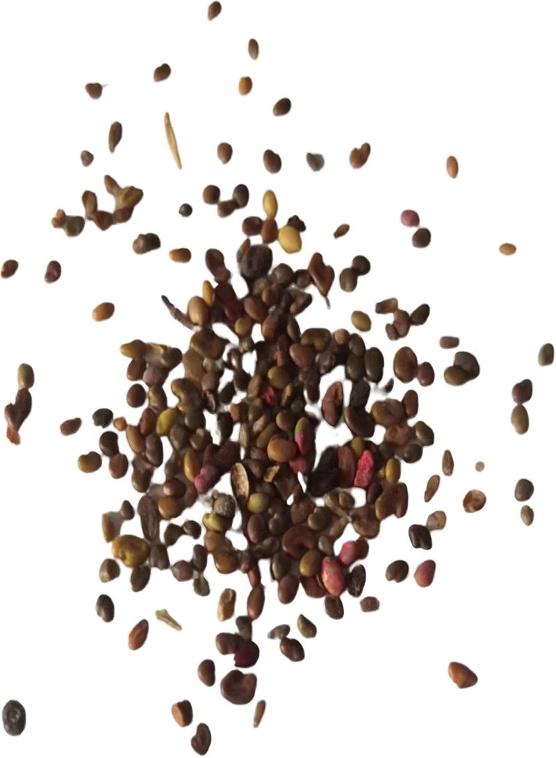 جي جوت 200 قطعة من بذور زهرة الكالا المتكتلة غير المعدلة وراثيًا الطازجة والطبيعية الهجينة، إكسسوارات حديقة باللون الأحمر الوردي - Image 3