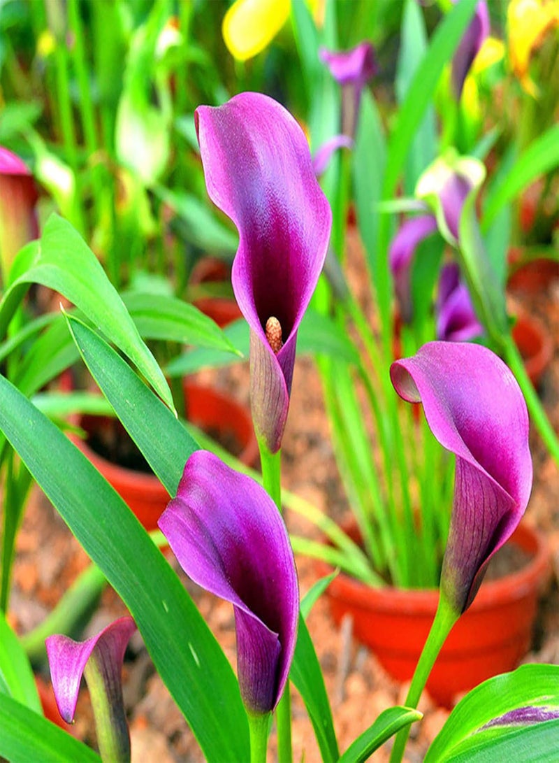 جي جوت 200 قطعة من بذور زهرة الكالا المتكتلة غير المعدلة وراثيًا الطازجة والطبيعية الهجينة، إكسسوارات حديقة باللون الأحمر الوردي - Image 4