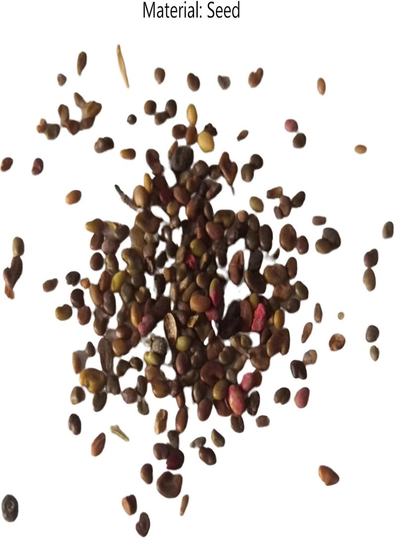 جي جوت 200 قطعة من بذور زهرة الكالا المتكتلة غير المعدلة وراثيًا الطازجة والطبيعية الهجينة، إكسسوارات حديقة باللون الأحمر الوردي - Image 5