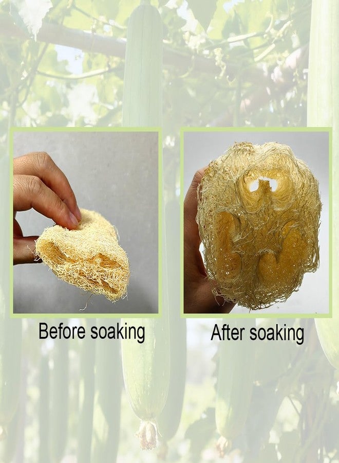 Zooshine 4PCS 6" Natural Loofah Sponge Organic Shower Loofah for Exfoliating & Smooth Skin, Loofahs for Bathing for Men & Women - Image 3