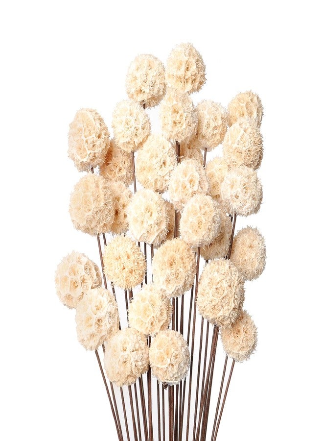 Fumwase 30 PCs Billy Ball Craspedia Bouquet: Natural Dried Flowers for Vase, Boho Decor & DIY Parties - White - Image 1
