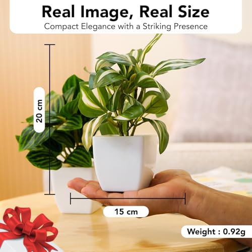 Ekhasa Nostrae Green Dracaena Artificial Plants with Pot for Home Decor (Set of 2) | Massangeana Plastic Artificial Plants for Decor | Faux Fake Plants for Living Room, Office Desk, Indoor Outdoor - Image 3