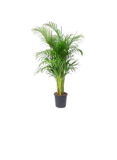 DUBAI GARDEN CENTRE Dubai Garden Centre Indoors Areca Palm, 240 cm Size  - Image 3