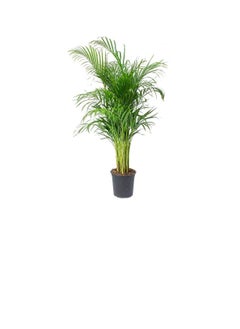 DUBAI GARDEN CENTRE Dubai Garden Centre Indoors Areca Palm, 240 cm Size  - Image 2
