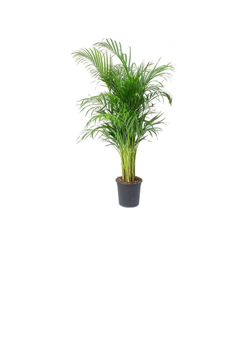 DUBAI GARDEN CENTRE Dubai Garden Centre Indoors Areca Palm, 240 cm Size  - Image 2
