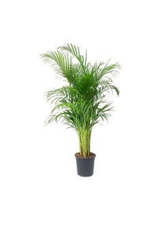 DUBAI GARDEN CENTRE Dubai Garden Centre Indoors Areca Palm, 240 cm Size  - Image 1