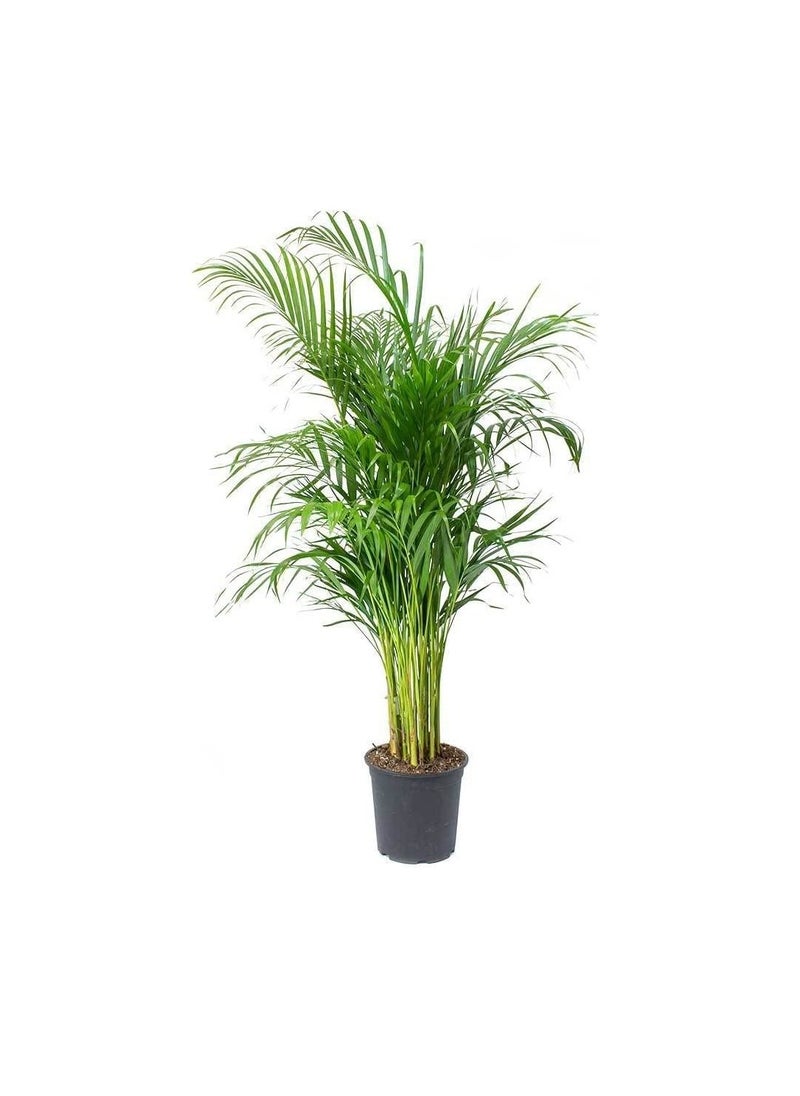 DUBAI GARDEN CENTRE Dubai Garden Centre Indoors Areca Palm, 240 cm Size  - Image 1