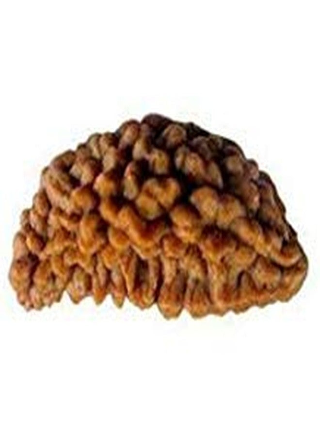 TheGalaxy Gallery 1 Mukhi (Kaju Dana) أصلي وطبيعي من نيبال رودراكشا بواسطة مختبر معتمد - Image 1