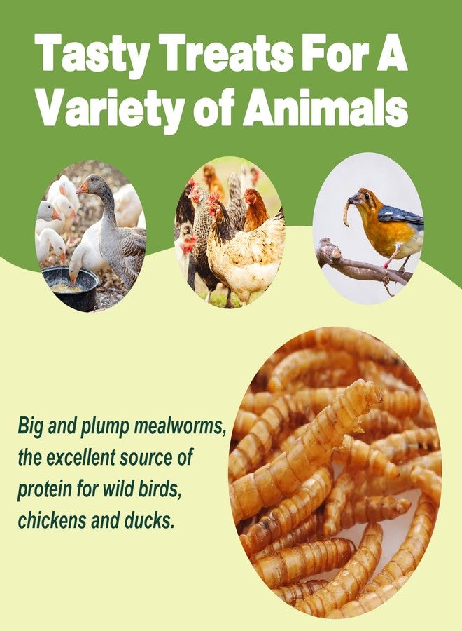 LIWII 5LB Dried Mealworms for Chickens, Laying Hens, Ducks & Wild Birds - Image 5