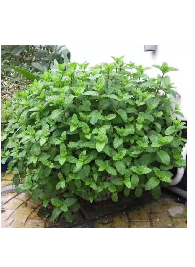 Generic 200pcs Mint Seeds for Family Garden Planting in Summer Brightly Colored Ornamental  - Image 1