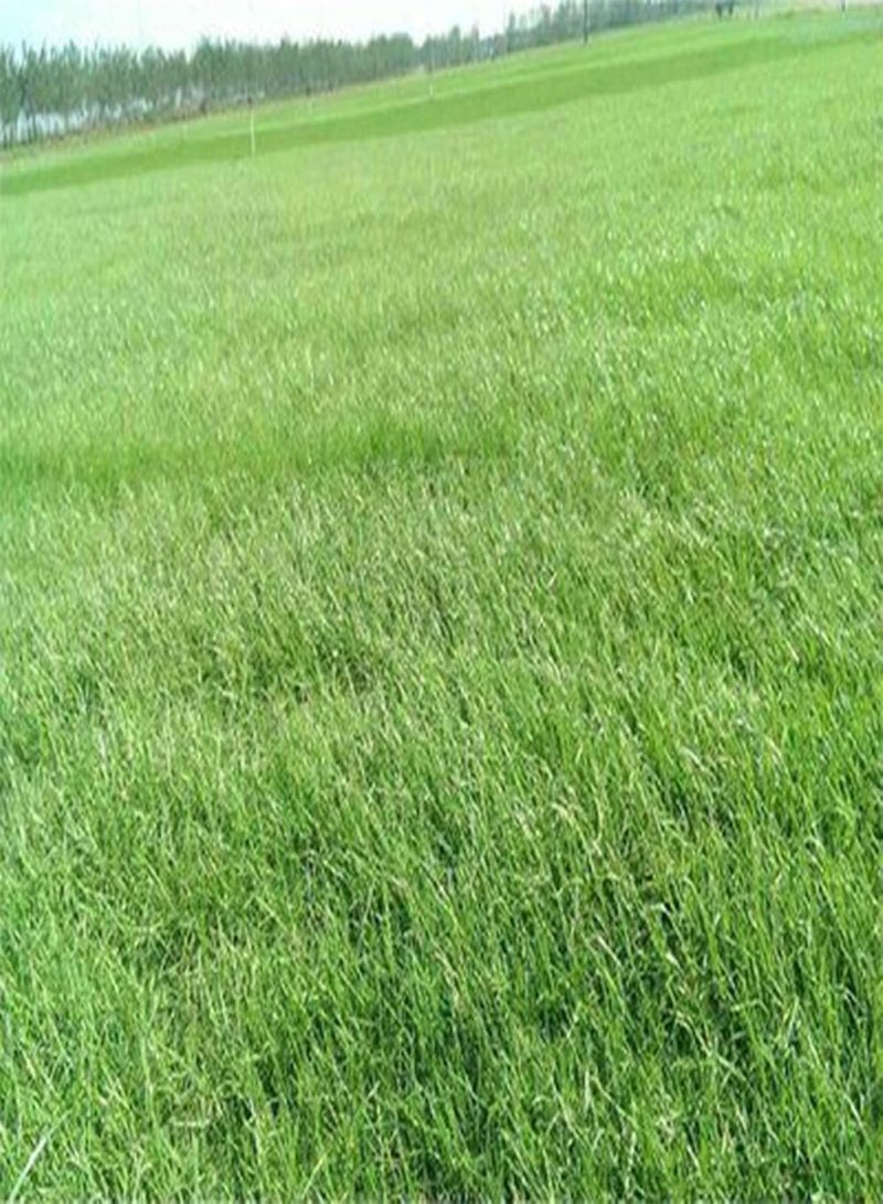 جي جوت كيس واحد من بذور العشب الطبيعي المنتج سهل الزراعة بذور بونساي برمودا للحديقة - 100 - Image 2