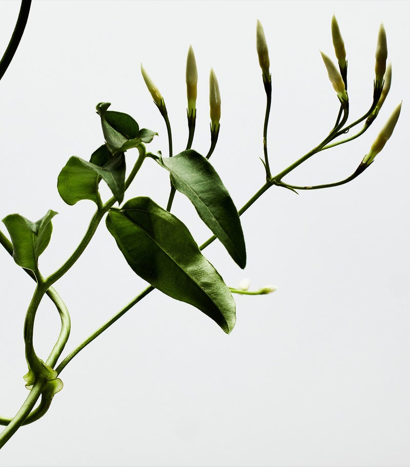 Loewe EDP001 Women  100ml - Image 3