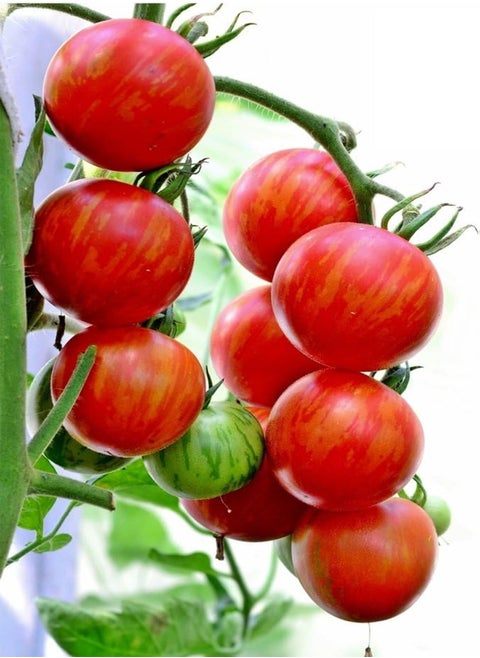 seeds   Vegetable seeds, Tomato   Tigerella, V TOM 05, 60 seeds Minimum Per Packet.