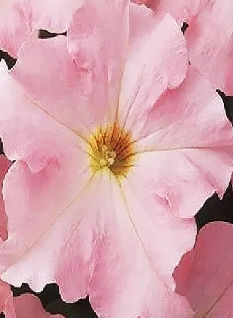 جي جوت 200 قطعة من rosafarbene Petunien Samen جذابة Garten Balkon Pflanzgefäße Machen atemberaubende Landschaftsgestaltung für Zuhause Vielseitigkeit alle Freunde die Pflanzen Wollen - Image 2