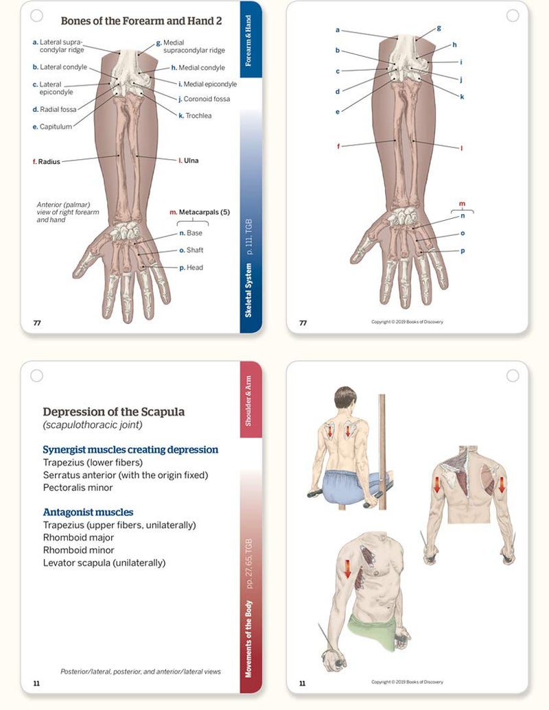Trail Guide to the Body Flashcards, Vol 1 - Image 3