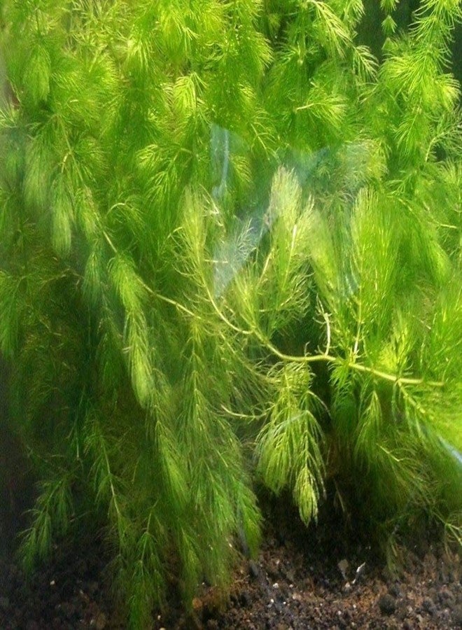 نبات ذيل الثعلب (Ceratophyllum demersum) لأحواض السمك (عبوة من 13 قطعة) - Image 2