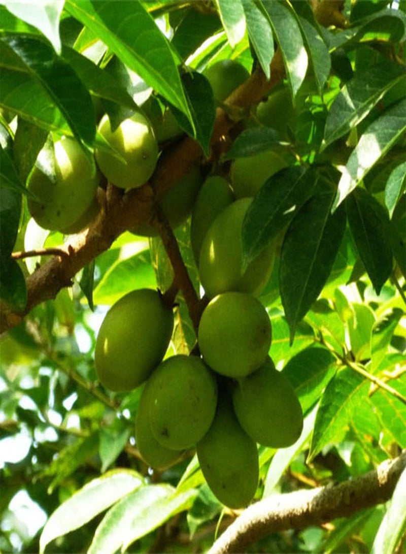 جي جوت 5 قطع من بذور الزيتون، شجرة فاكهة طازجة ولذيذة، معمرة، جذابة، مناسبة للزراعة في الهواء الطلق - Image 1