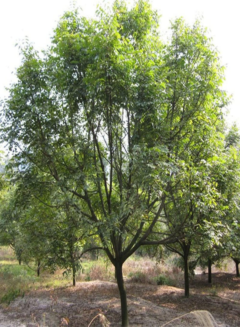 جي جوت 5 قطع من بذور الزيتون، شجرة فاكهة طازجة ولذيذة، معمرة، جذابة، مناسبة للزراعة في الهواء الطلق - Image 3