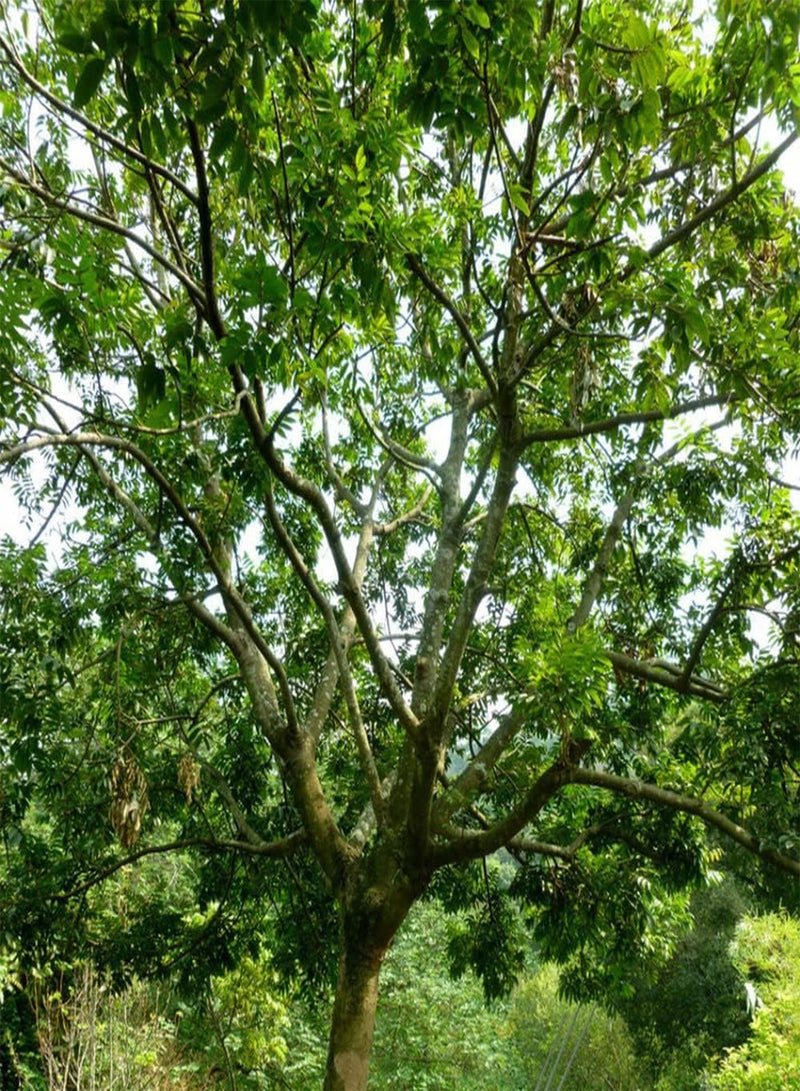 جي جوت 5 قطع من بذور الزيتون، شجرة فاكهة طازجة ولذيذة، معمرة، جذابة، مناسبة للزراعة في الهواء الطلق - Image 2