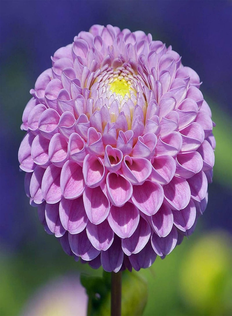 GGOOT Long Flowering Period/Dahlia Seeds/Perennial Plants/Can be Planted All Year Round/Extraordinary flowers-75 PCS,d