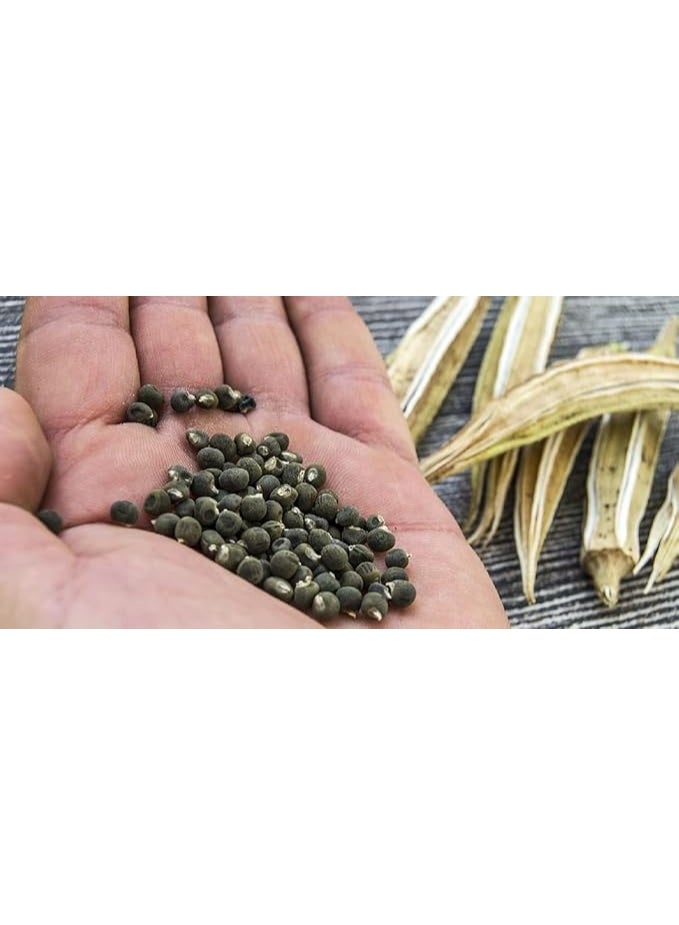 Natural Okra Seeds for Planting - Image 1