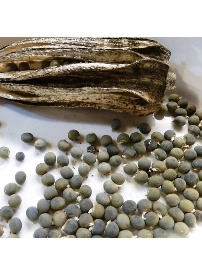 Natural Okra Seeds for Planting - Image 2