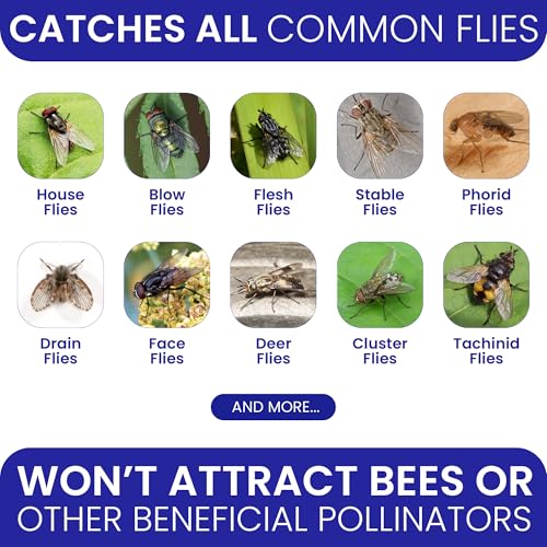 BugBane 3 Fly Traps Outdoor Fly Trap for Patio with 6 Non-Toxic Dissolvable Bait Refills. Reusable Hanging Bug Catcher Killer for All Filth Flies for Outside Bug Control Yard Ranch. Hanging Chains Included - Image 2