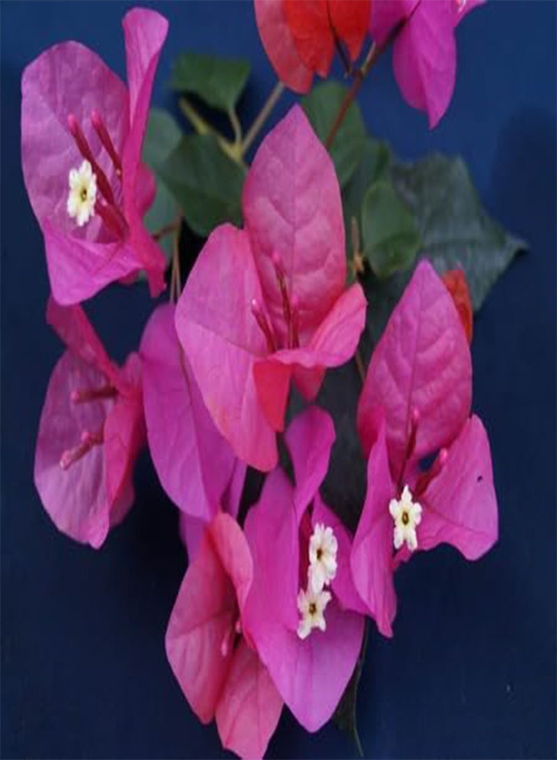 GGOOT 50pcs Fresh Pink Bougainvillea Flower Seeds - Image 2