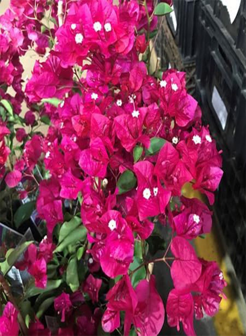 GGOOT 50pcs Fresh Pink Bougainvillea Flower Seeds - Image 1
