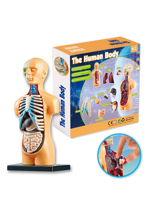 Children's Toy Technology Small Production Human Skeleton Stem Experimental Organ Brain Assembly Model Teaching Toy-Color:Human Body Model Of Science And Education - Image 1