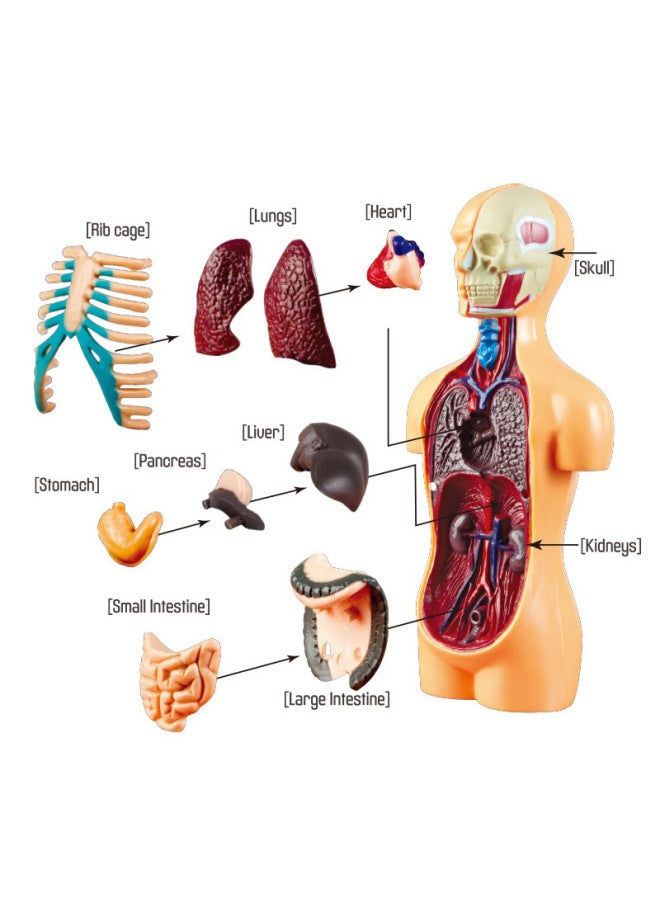 Children's Toy Technology Small Production Human Skeleton Stem Experimental Organ Brain Assembly Model Teaching Toy-Color:Human Body Model Of Science And Education - Image 2