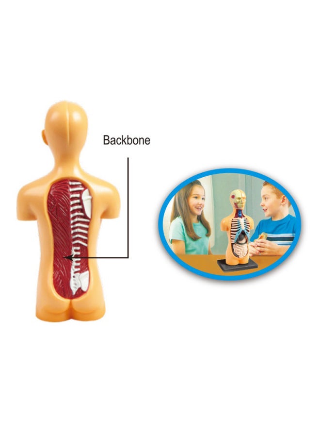 Children's Toy Technology Small Production Human Skeleton Stem Experimental Organ Brain Assembly Model Teaching Toy-Color:Human Body Model Of Science And Education - Image 3