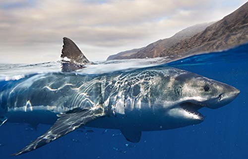 Buhoet Jigsaw Puzzle 1000 Piece Shark On The Water Classic Puzzle Adult Puzzle DIY Kit Wooden Toy Unique Gift Modern Home Decor - Image 1