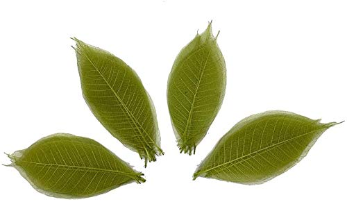 RATREE 888 100 Pcs 4-5 Inch Olive Green Skeleton Leaves Rubber Tree Natural Scrapbook Craft Card DIY Craft Using for Crafts, Bouquets, Scrapbooks, Decorations, Greeting Cards, Wedding Gifts - Image 2