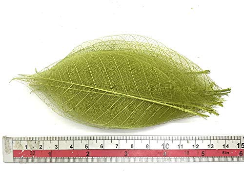 RATREE 888 100 Pcs 4-5 Inch Olive Green Skeleton Leaves Rubber Tree Natural Scrapbook Craft Card DIY Craft Using for Crafts, Bouquets, Scrapbooks, Decorations, Greeting Cards, Wedding Gifts - Image 5