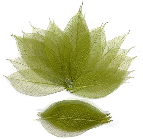 RATREE 888 100 Pcs 4-5 Inch Olive Green Skeleton Leaves Rubber Tree Natural Scrapbook Craft Card DIY Craft Using for Crafts, Bouquets, Scrapbooks, Decorations, Greeting Cards, Wedding Gifts - Image 1