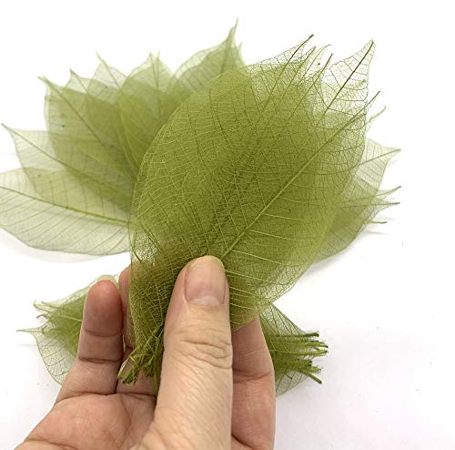 RATREE 888 100 Pcs 4-5 Inch Olive Green Skeleton Leaves Rubber Tree Natural Scrapbook Craft Card DIY Craft Using for Crafts, Bouquets, Scrapbooks, Decorations, Greeting Cards, Wedding Gifts - Image 3