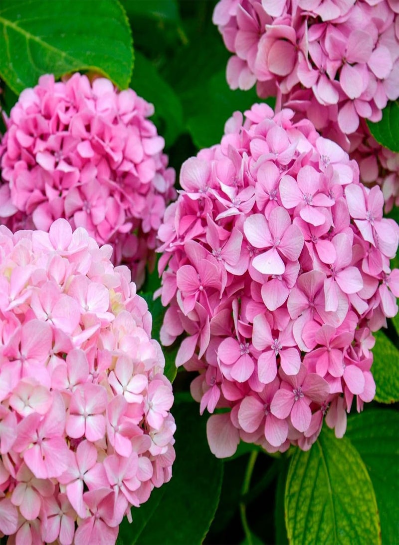 GGOOT Hydrangea Plant Pink - Large Hydrangea Macrophylla - 50-60cm in Height Ready to Plant - Image 4