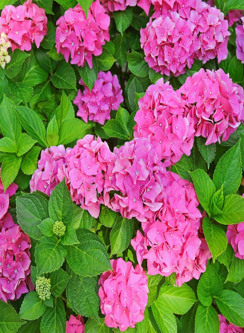 GGOOT Hydrangea Plant Pink - Large Hydrangea Macrophylla - 50-60cm in Height Ready to Plant - Image 5