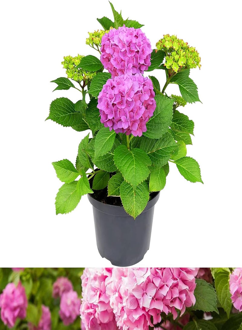 GGOOT Hydrangea Plant Pink - Large Hydrangea Macrophylla - 50-60cm in Height Ready to Plant - Image 1
