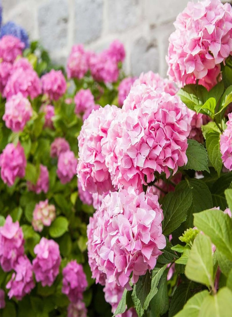 GGOOT Hydrangea Plant Pink - Large Hydrangea Macrophylla - 50-60cm in Height Ready to Plant - Image 2