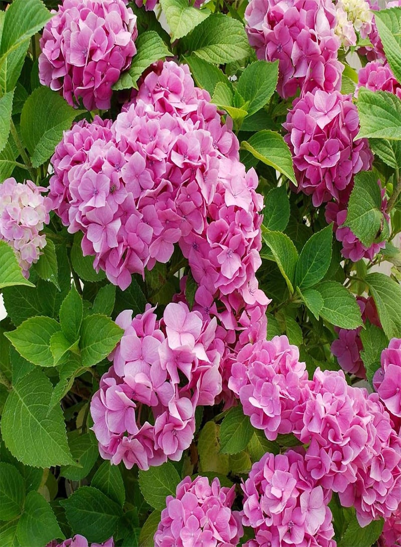 GGOOT Hydrangea Plant Pink - Large Hydrangea Macrophylla - 50-60cm in Height Ready to Plant - Image 3